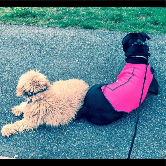 Meet your Posher, Amelia - Picture 5 of 7